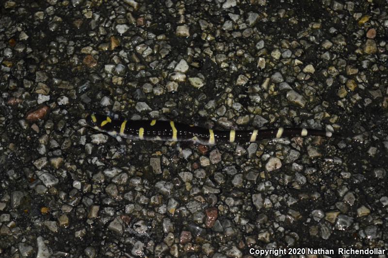 Ringed Salamander (Ambystoma annulatum)