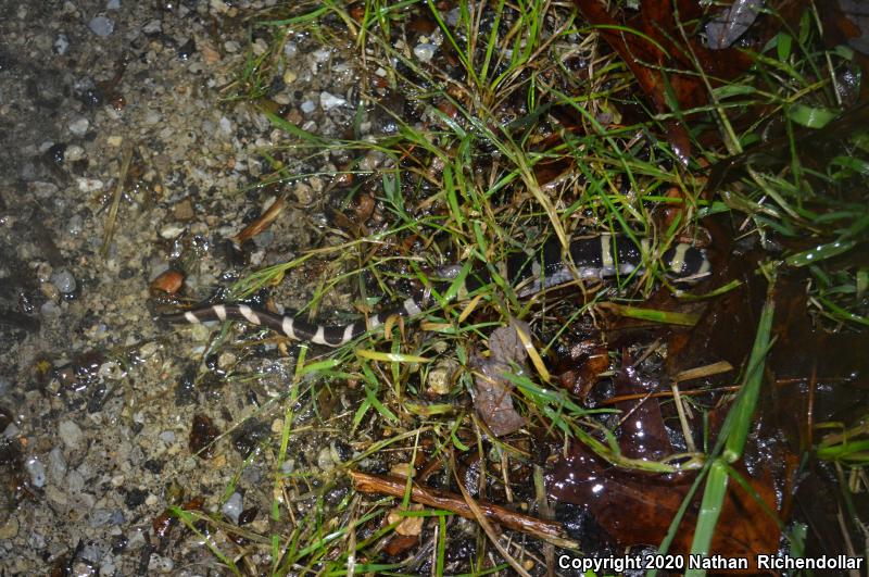 Ringed Salamander (Ambystoma annulatum)