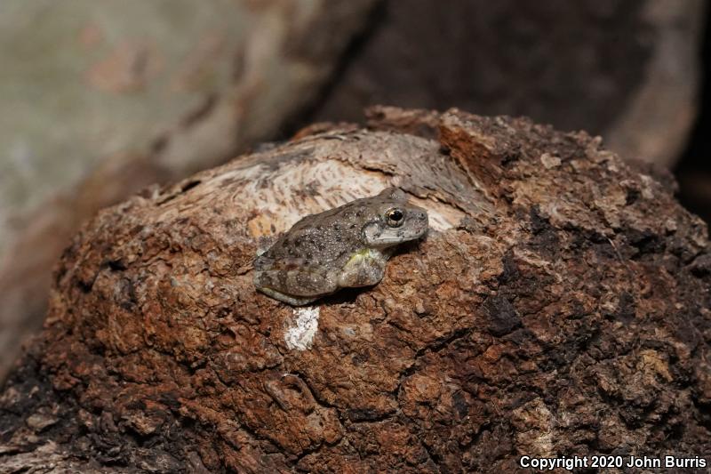 Canyon Treefrog (Hyla arenicolor)