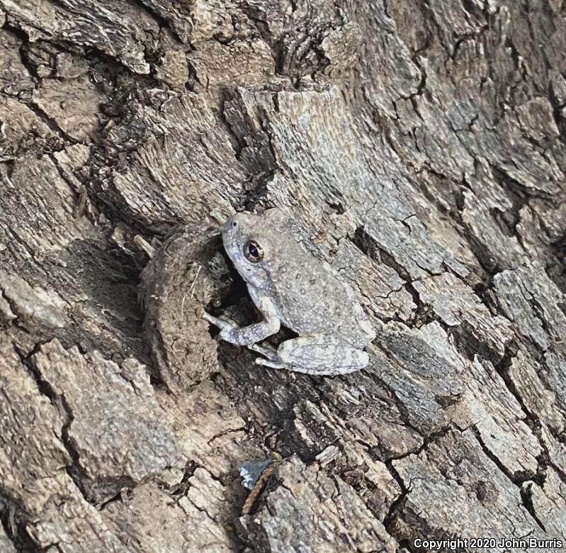 Canyon Treefrog (Hyla arenicolor)