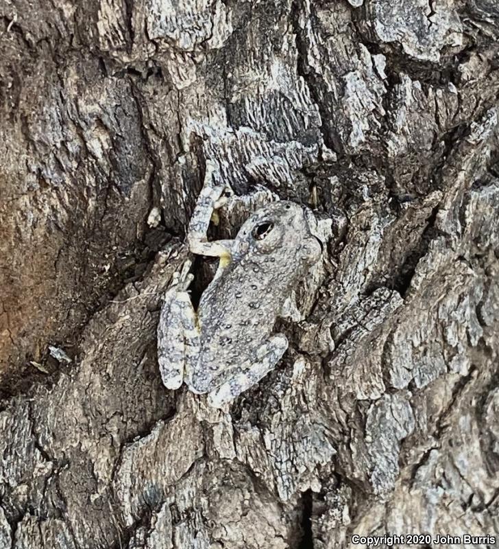 Canyon Treefrog (Hyla arenicolor)