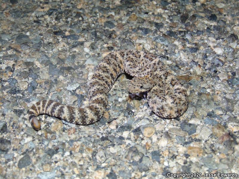 Speckled Rattlesnake (Crotalus mitchellii)