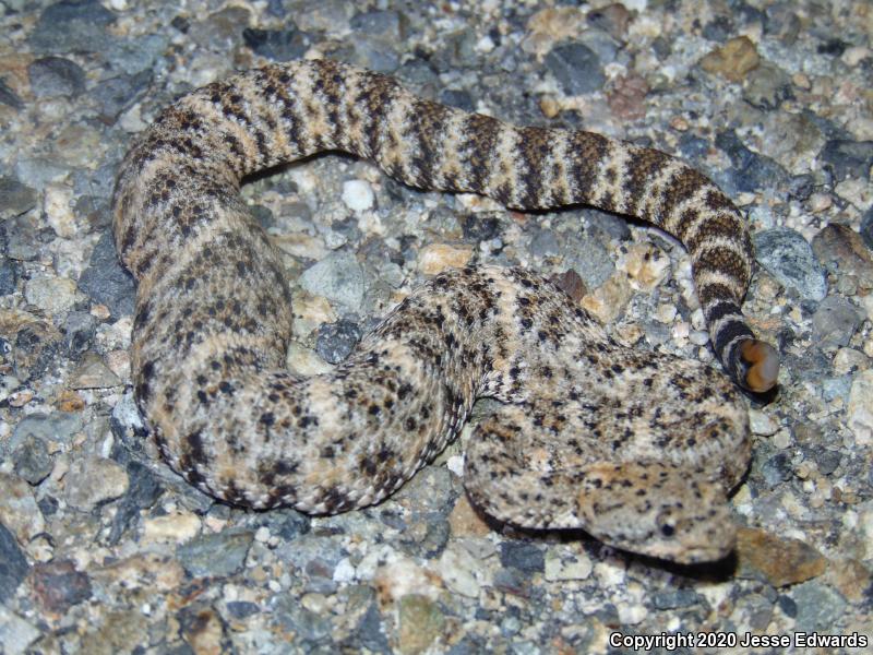 Speckled Rattlesnake (Crotalus mitchellii)