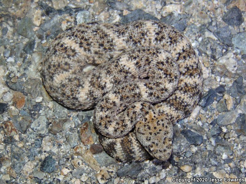 Speckled Rattlesnake (Crotalus mitchellii)