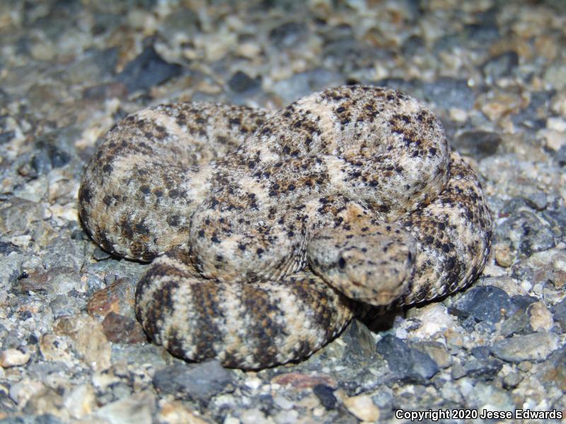 Speckled Rattlesnake (Crotalus mitchellii)