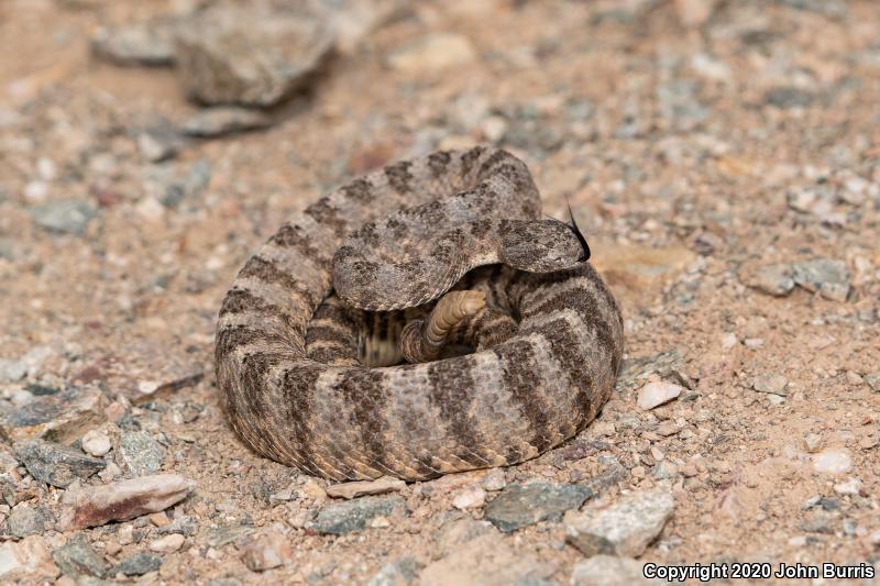 Tiger Rattlesnake (Crotalus tigris)