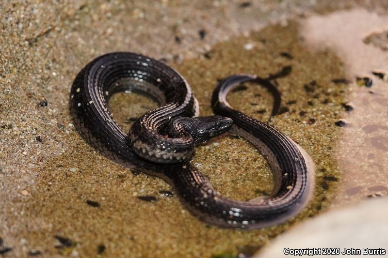 Cape Gartersnake (Thamnophis validus celaeno)