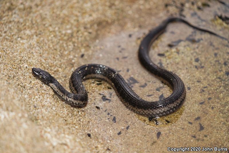 Cape Gartersnake (Thamnophis validus celaeno)