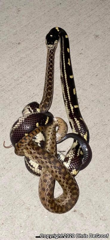 California Kingsnake (Lampropeltis getula californiae)