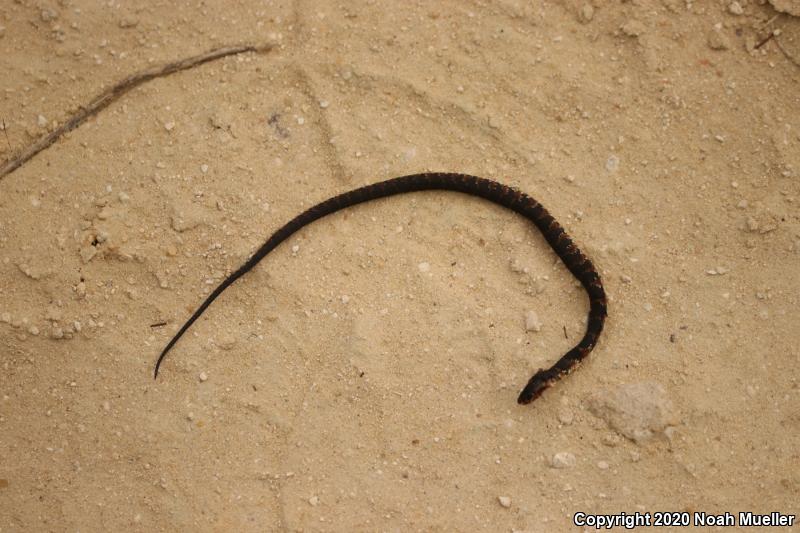 Florida Watersnake (Nerodia fasciata pictiventris)