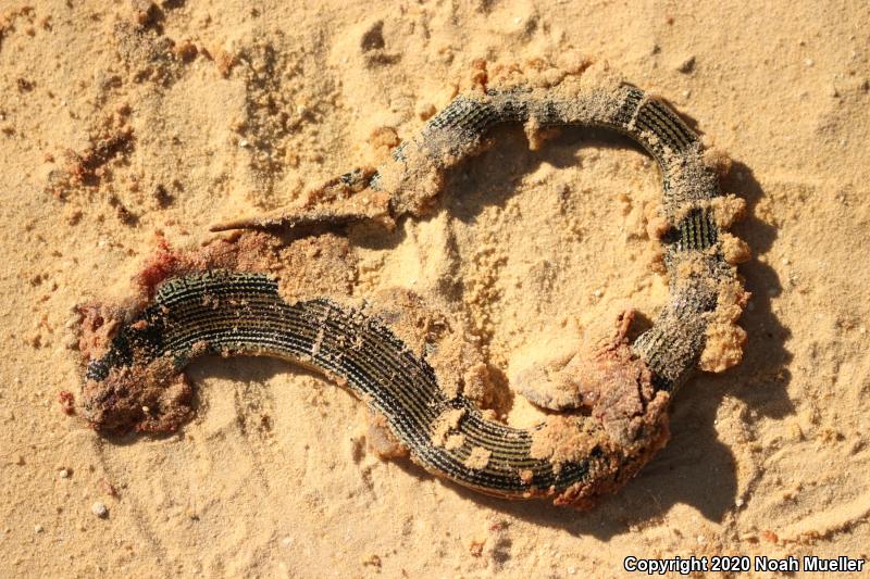 Eastern Glass Lizard (Ophisaurus ventralis)