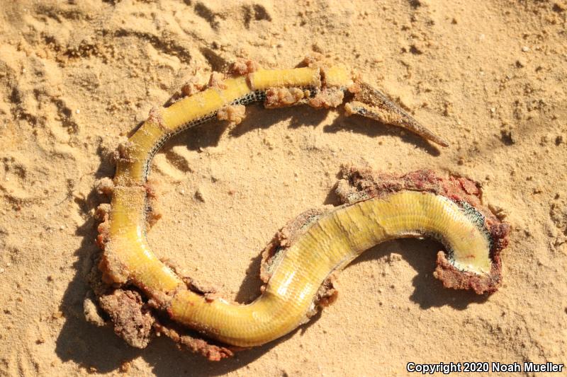 Eastern Glass Lizard (Ophisaurus ventralis)