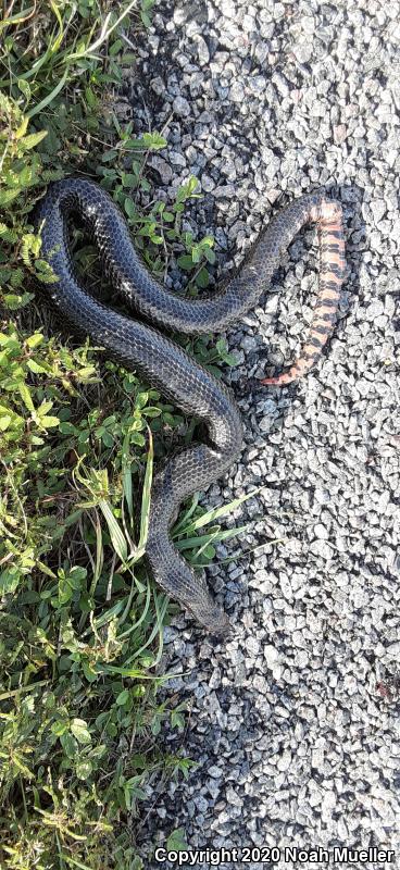 Eastern Mudsnake (Farancia abacura abacura)