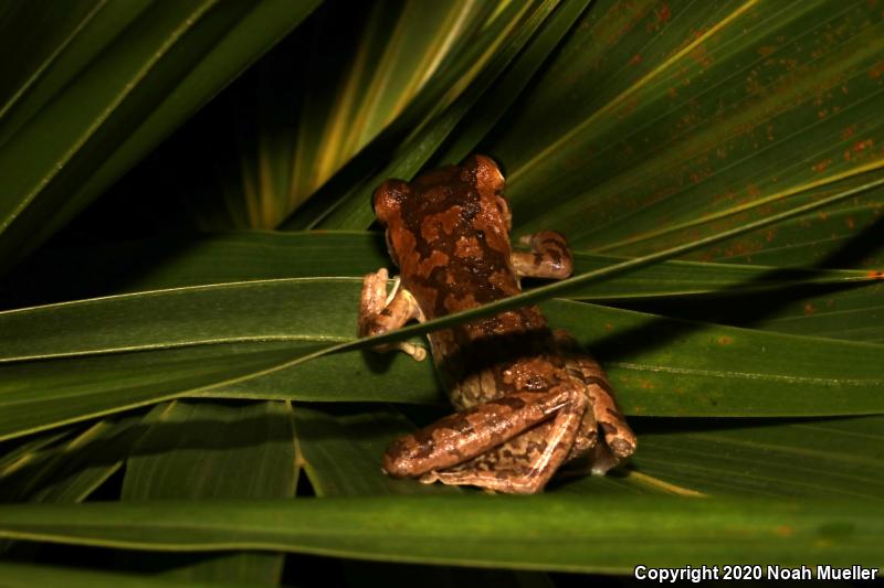 Cuban Treefrog (Osteopilus septentrionalis)