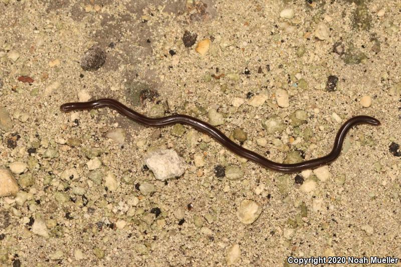 Brahminy Blindsnake (Ramphotyphlops braminus)