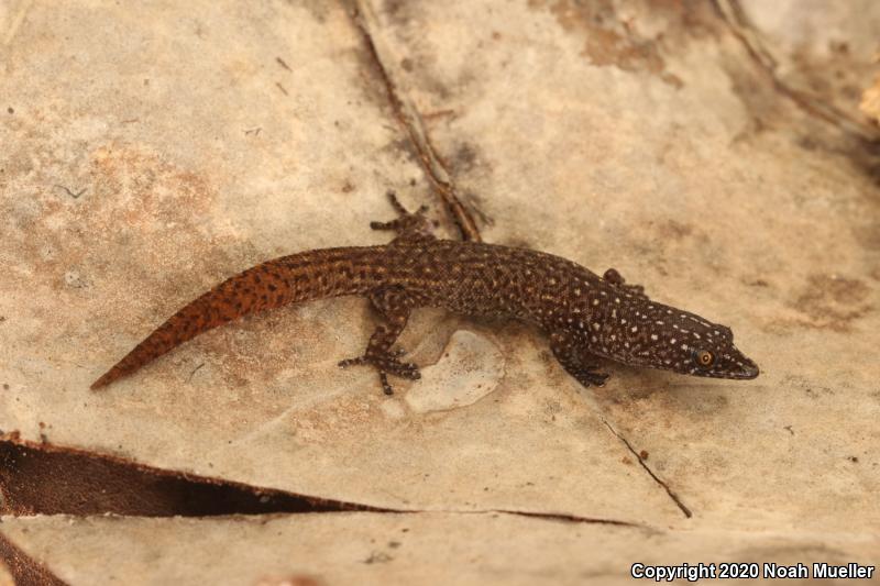 Ocellated Gecko (Sphaerodactylus argus)