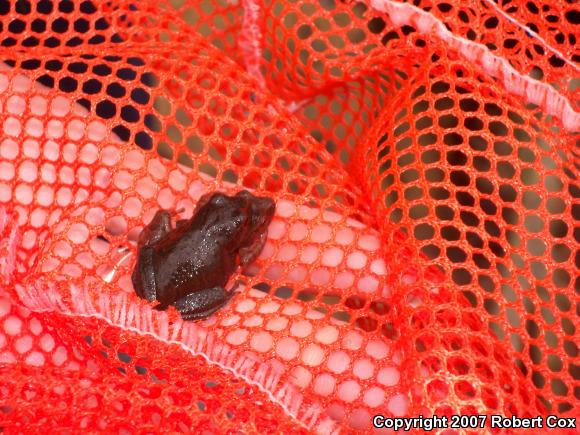 Northern Spring Peeper (Pseudacris crucifer crucifer)