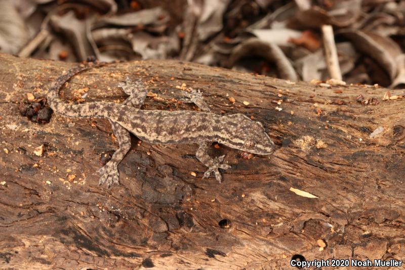 Common House Gecko (Hemidactylus frenatus)