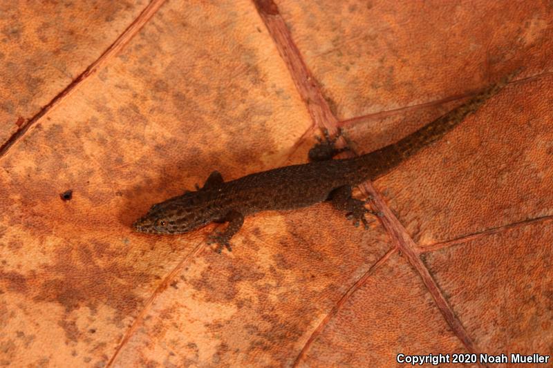 Florida Reef Gecko (Sphaerodactylus notatus notatus)