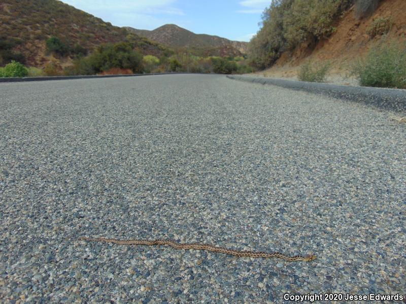 San Diego Gopher Snake (Pituophis catenifer annectens)