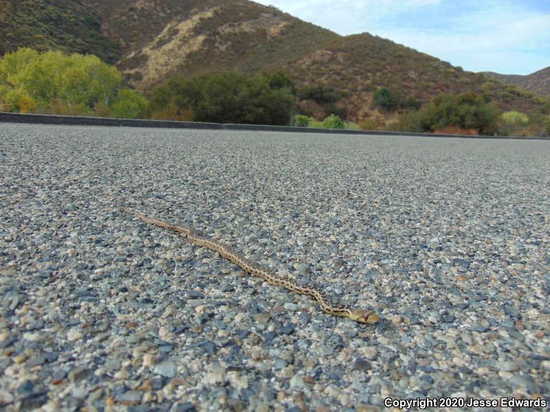 San Diego Gopher Snake (Pituophis catenifer annectens)