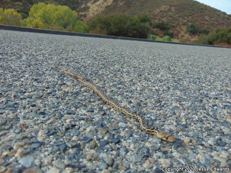 San Diego Gopher Snake (Pituophis catenifer annectens)