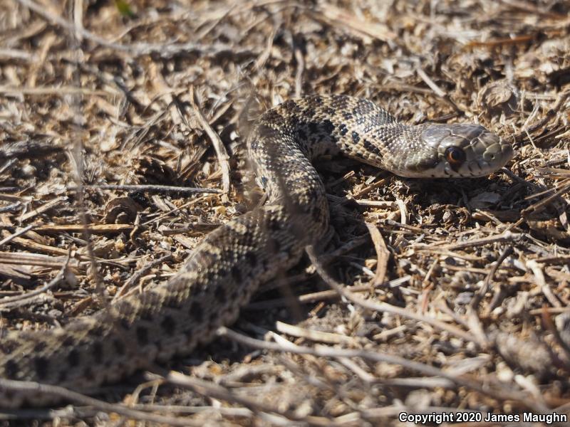 Pacific Gopher Snake (Pituophis catenifer catenifer)