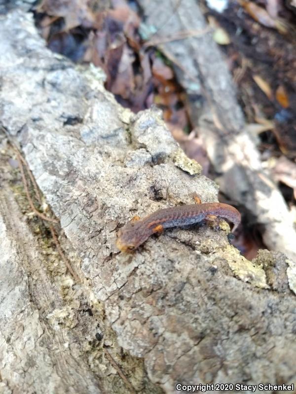 Four-toed Salamander (Hemidactylium scutatum)