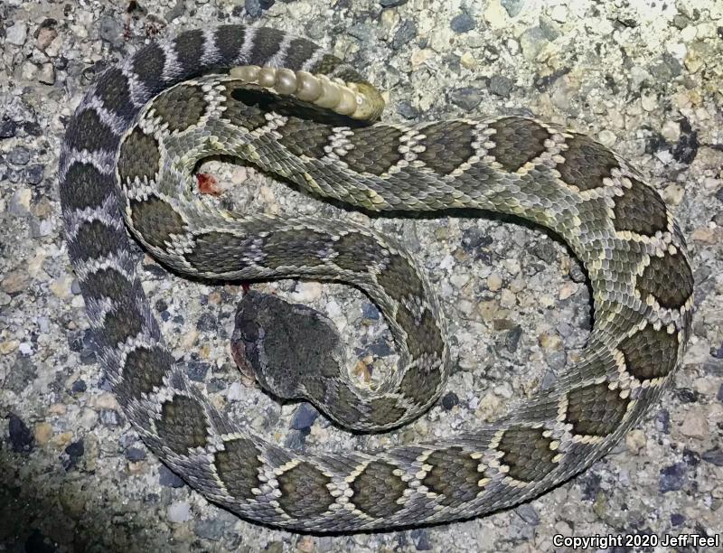 Southern Pacific Rattlesnake (Crotalus oreganus helleri)