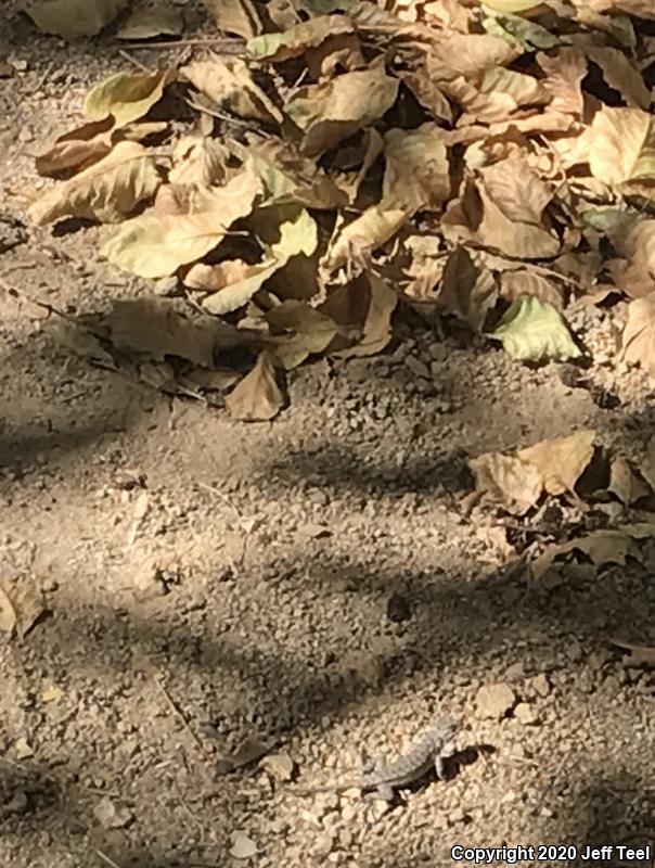 Great Basin Fence Lizard (Sceloporus occidentalis longipes)