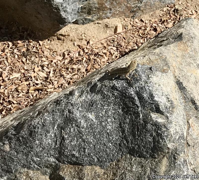 Western Side-blotched Lizard (Uta stansburiana elegans)