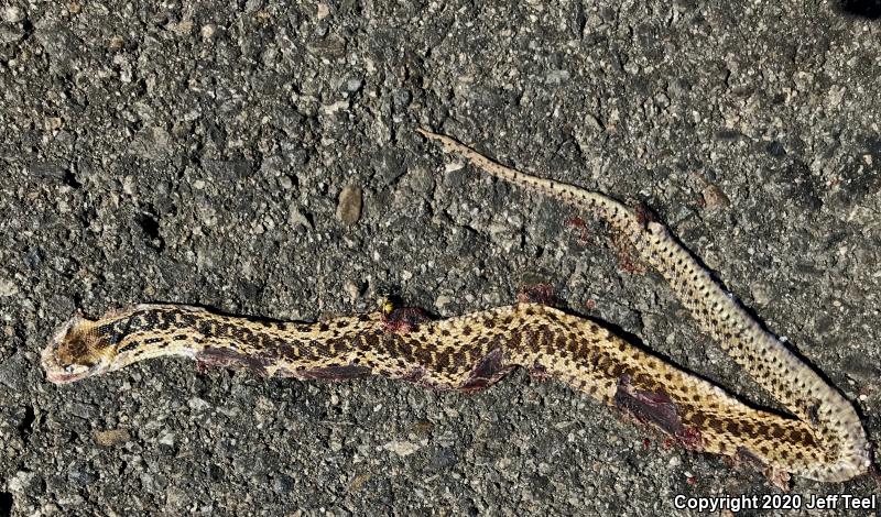 San Diego Gopher Snake (Pituophis catenifer annectens)