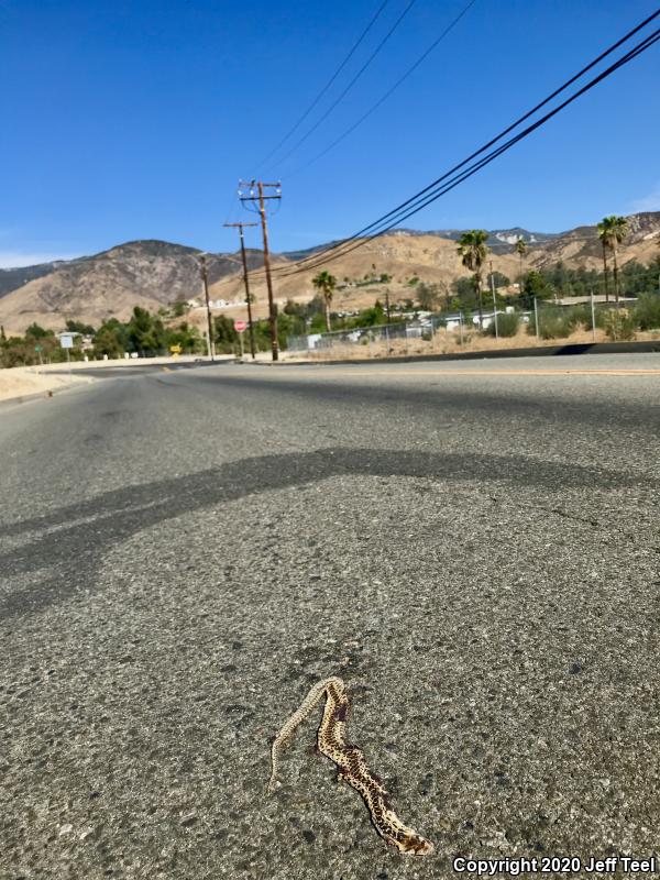 San Diego Gopher Snake (Pituophis catenifer annectens)