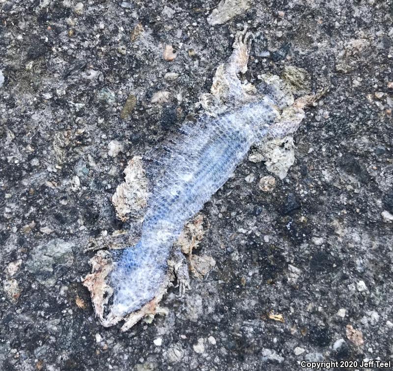 San Diego Alligator Lizard (Elgaria multicarinata webbii)