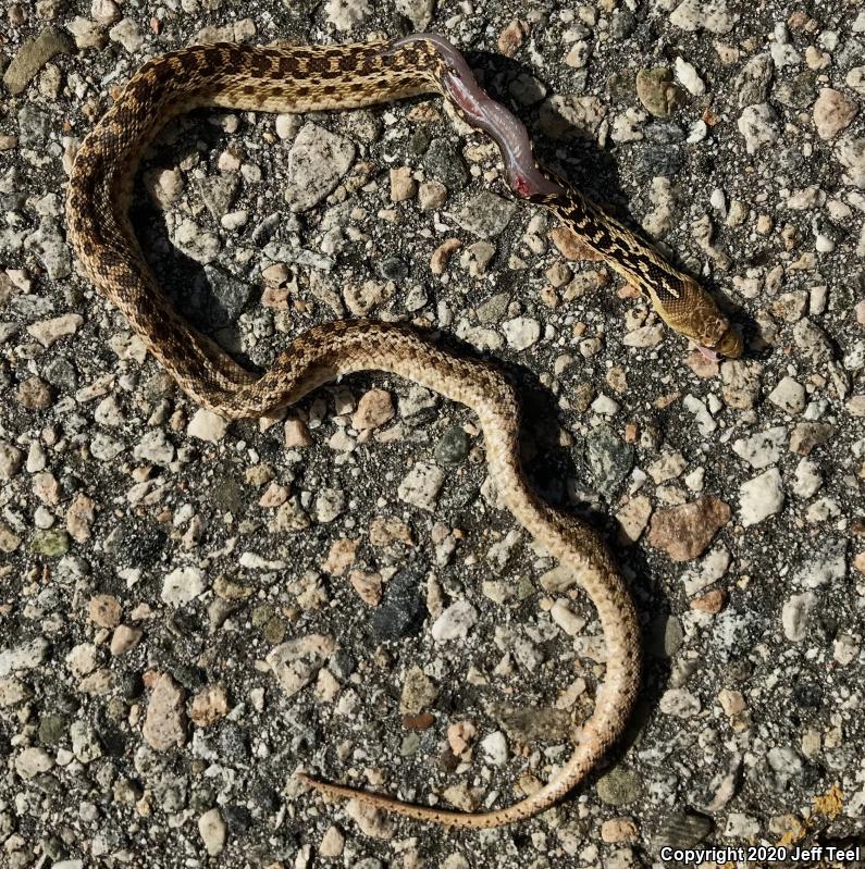 San Diego Gopher Snake (Pituophis catenifer annectens)