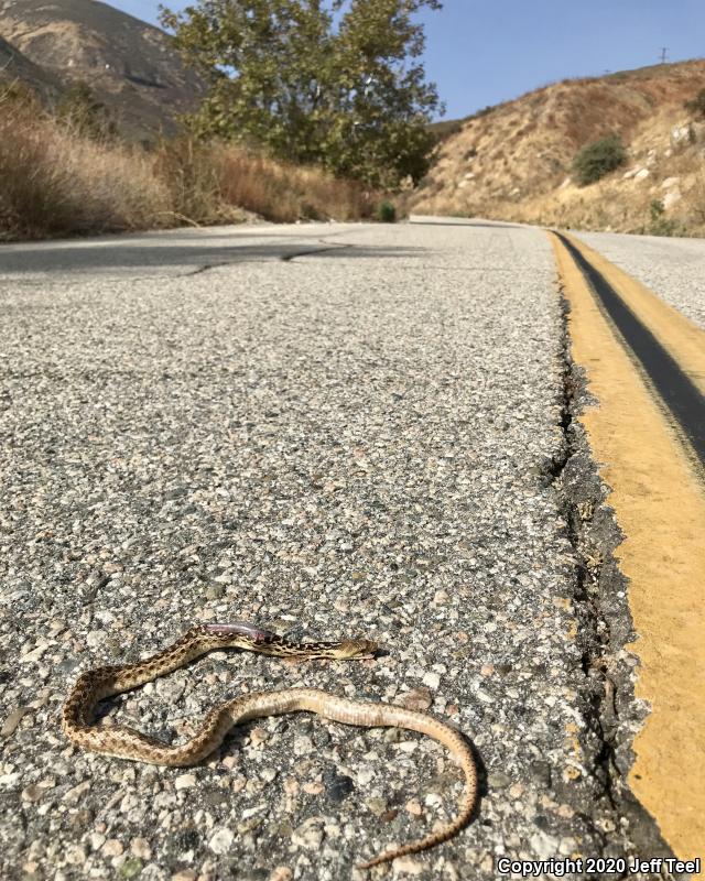 San Diego Gopher Snake (Pituophis catenifer annectens)