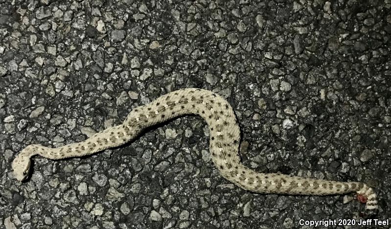 Colorado Desert Sidewinder (Crotalus cerastes laterorepens)