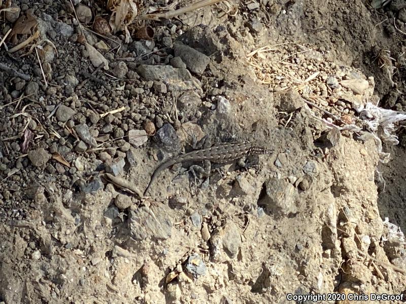 Western Side-blotched Lizard (Uta stansburiana elegans)