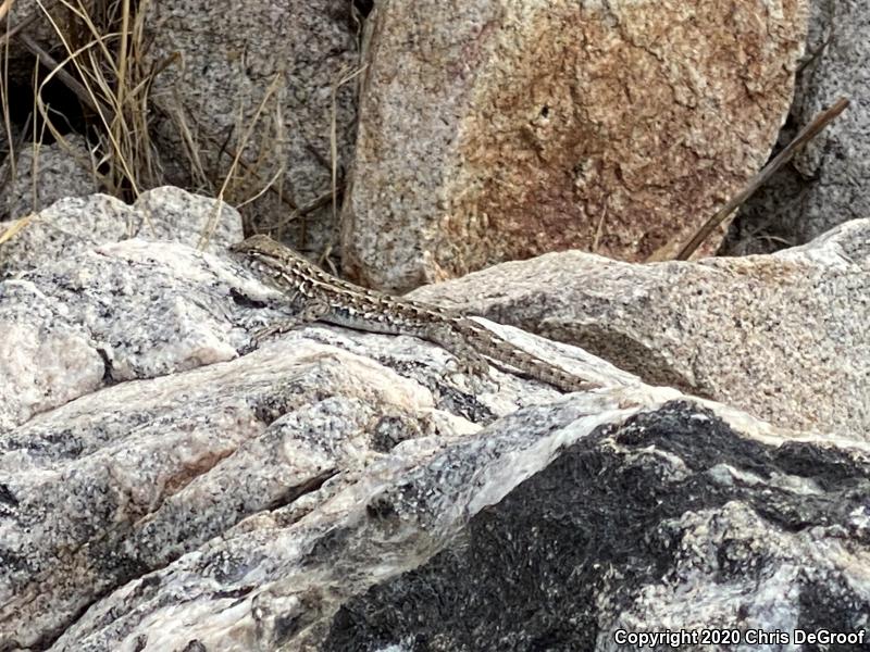 Western Side-blotched Lizard (Uta stansburiana elegans)