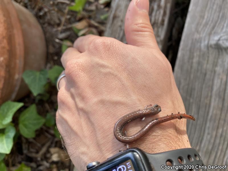 Garden Slender Salamander (Batrachoseps major)