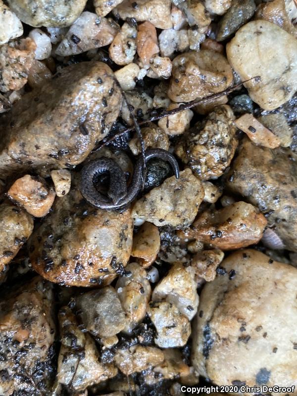 Black-bellied Slender Salamander (Batrachoseps nigriventris)