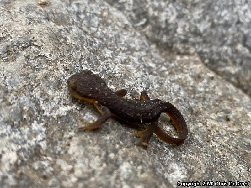 Coast Range Newt (Taricha torosa torosa)