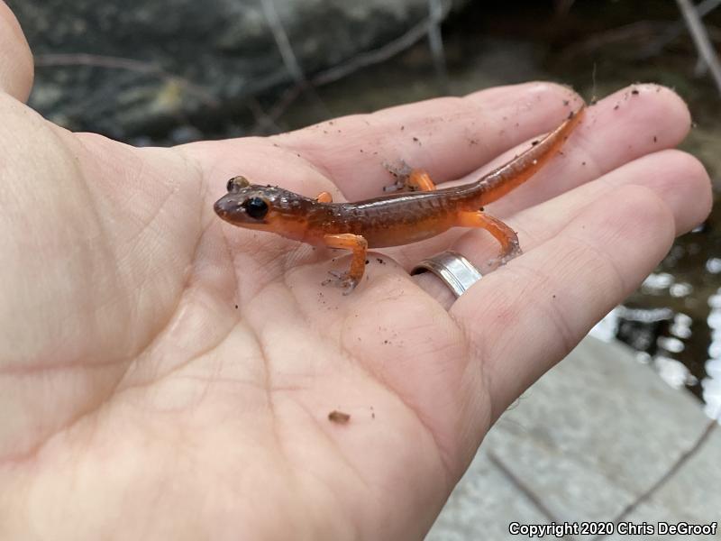 Monterey Ensatina (Ensatina eschscholtzii eschscholtzii)