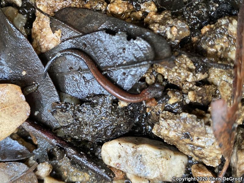 Black-bellied Slender Salamander (Batrachoseps nigriventris)