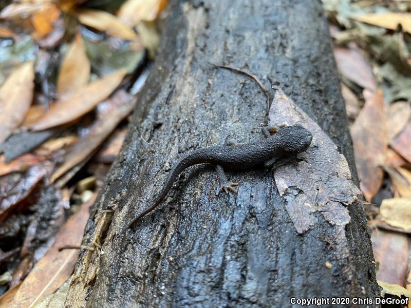 Coast Range Newt (Taricha torosa torosa)