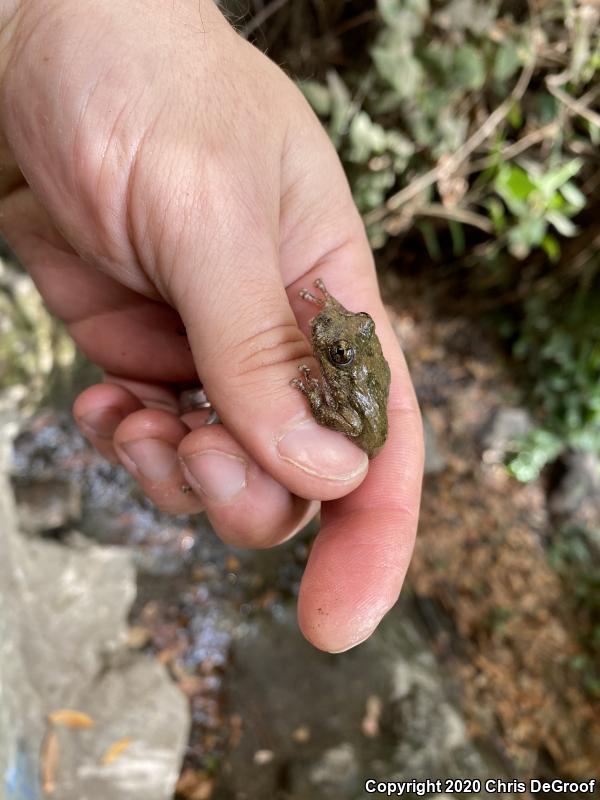 California Treefrog (Pseudacris cadaverina)