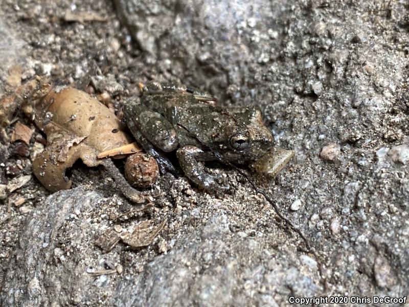 California Treefrog (Pseudacris cadaverina)