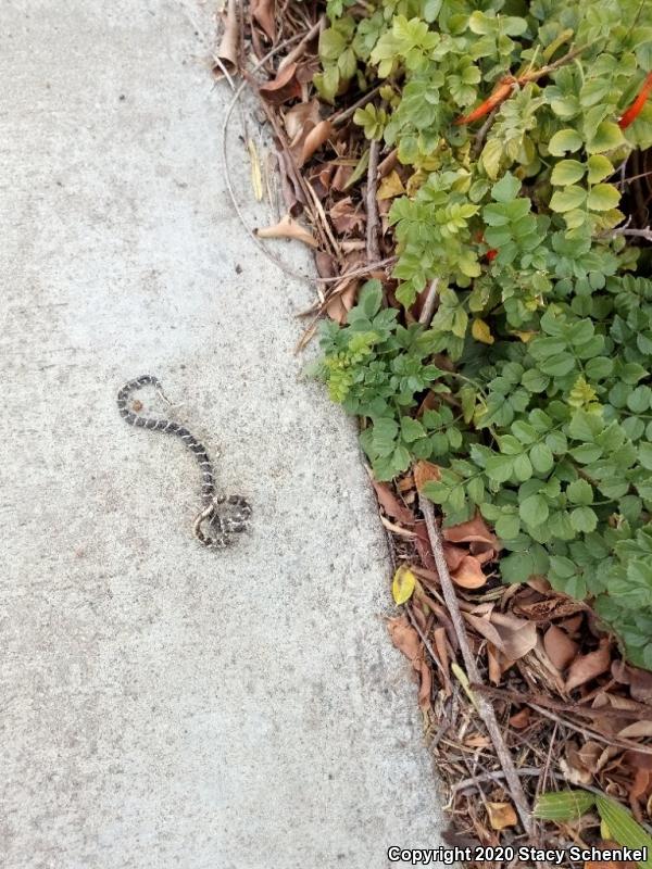 California Kingsnake (Lampropeltis getula californiae)