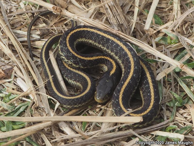 Santa Cruz Gartersnake (Thamnophis atratus atratus)