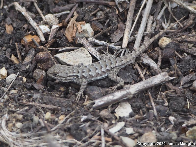 Coast Range Fence Lizard (Sceloporus occidentalis bocourtii)